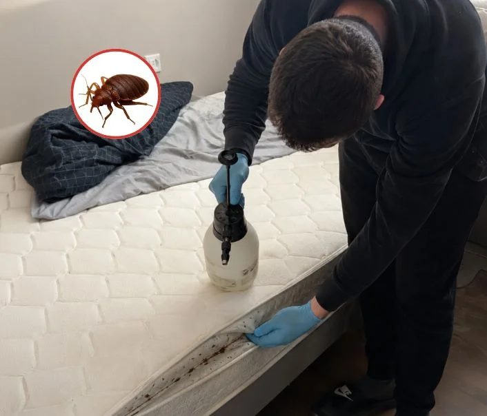 Technicien traitant un matelas contre les punaises de lit à Limours